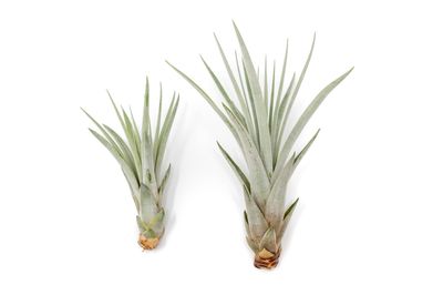 Tillandsia Fasciculata Tricolor Golden Torch Air Plant