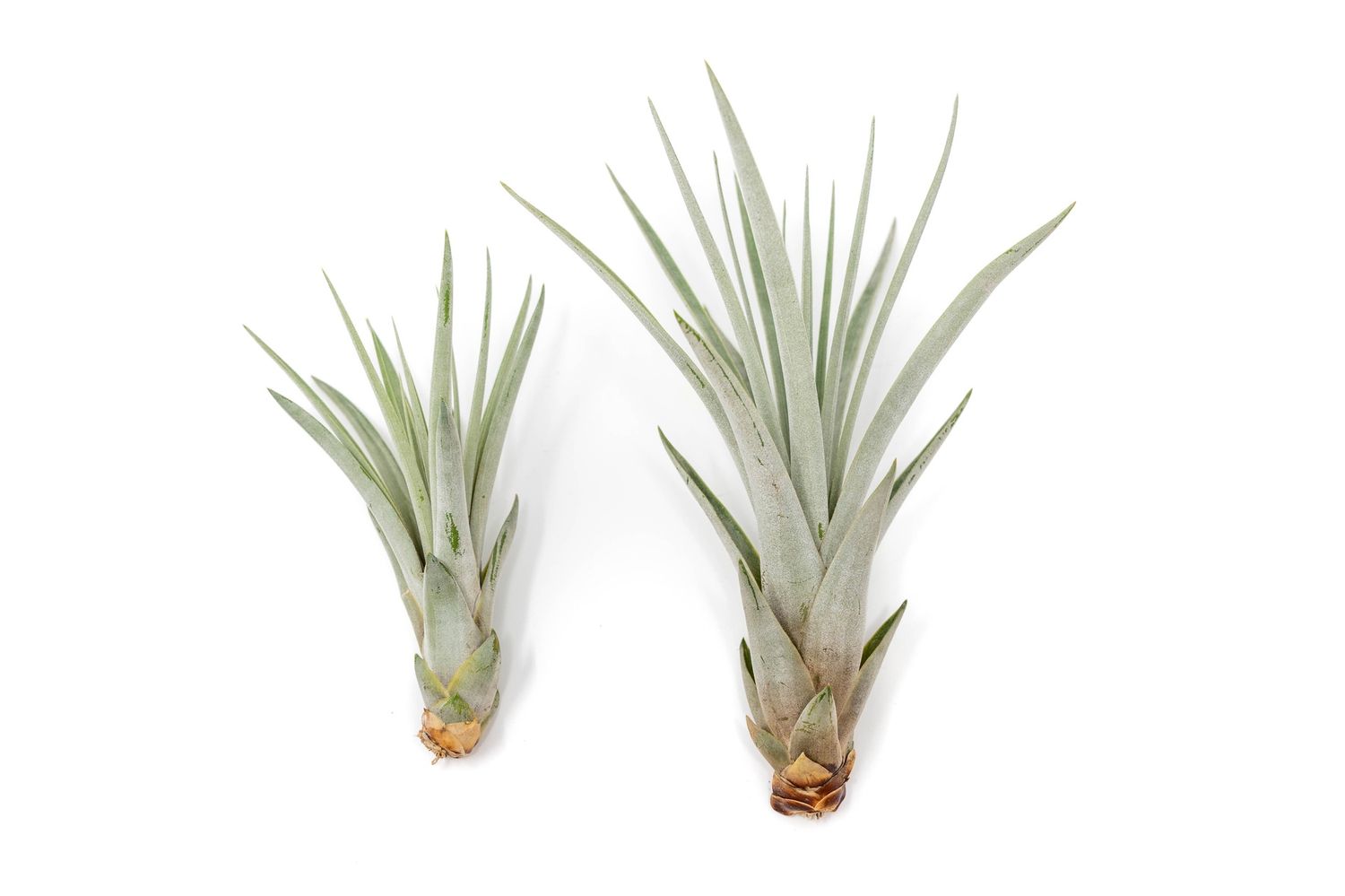 Tillandsia Fasciculata Tricolor Golden Torch Air Plant