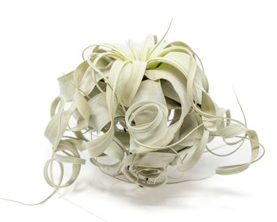 Special Curly Tillandsia Xerographica - Limited Quantities