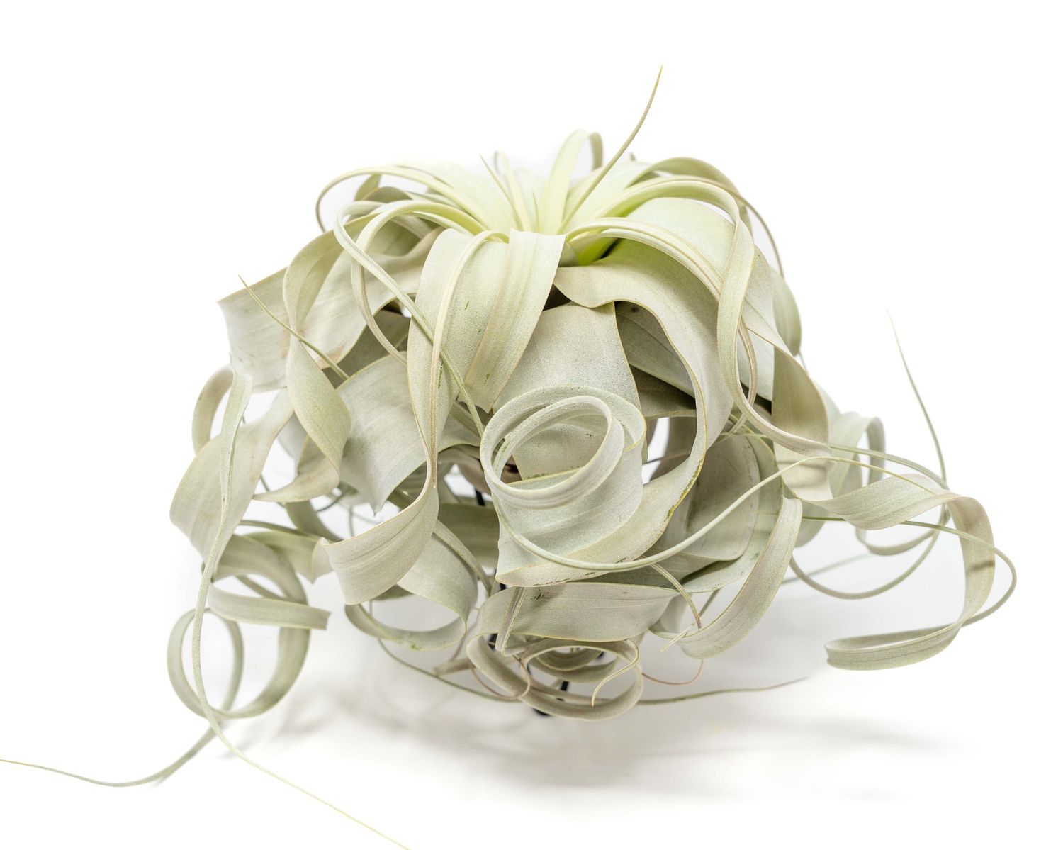 Special Curly Tillandsia Xerographica - Limited Quantities