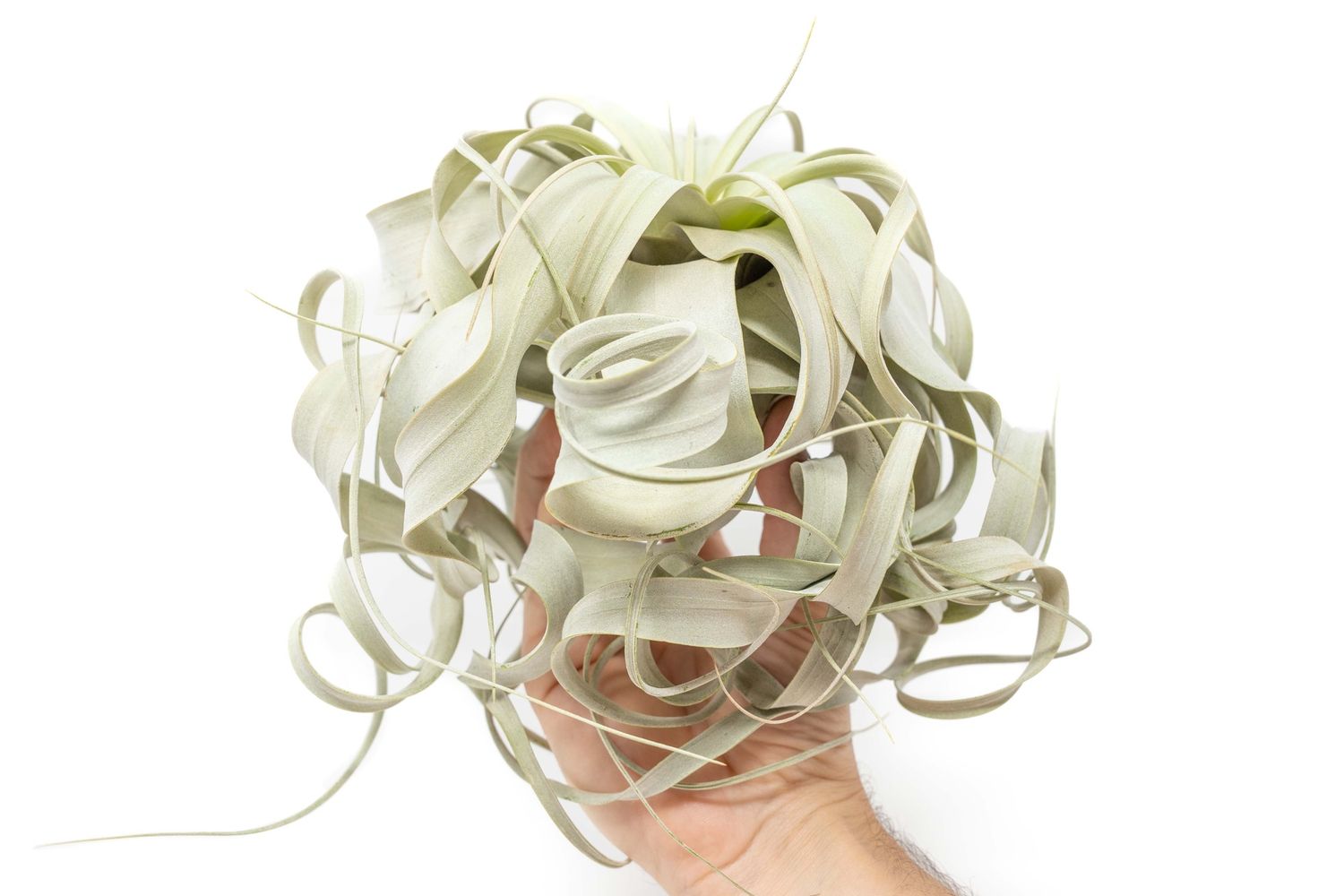 Special Curly Tillandsia Xerographica - Limited Quantities