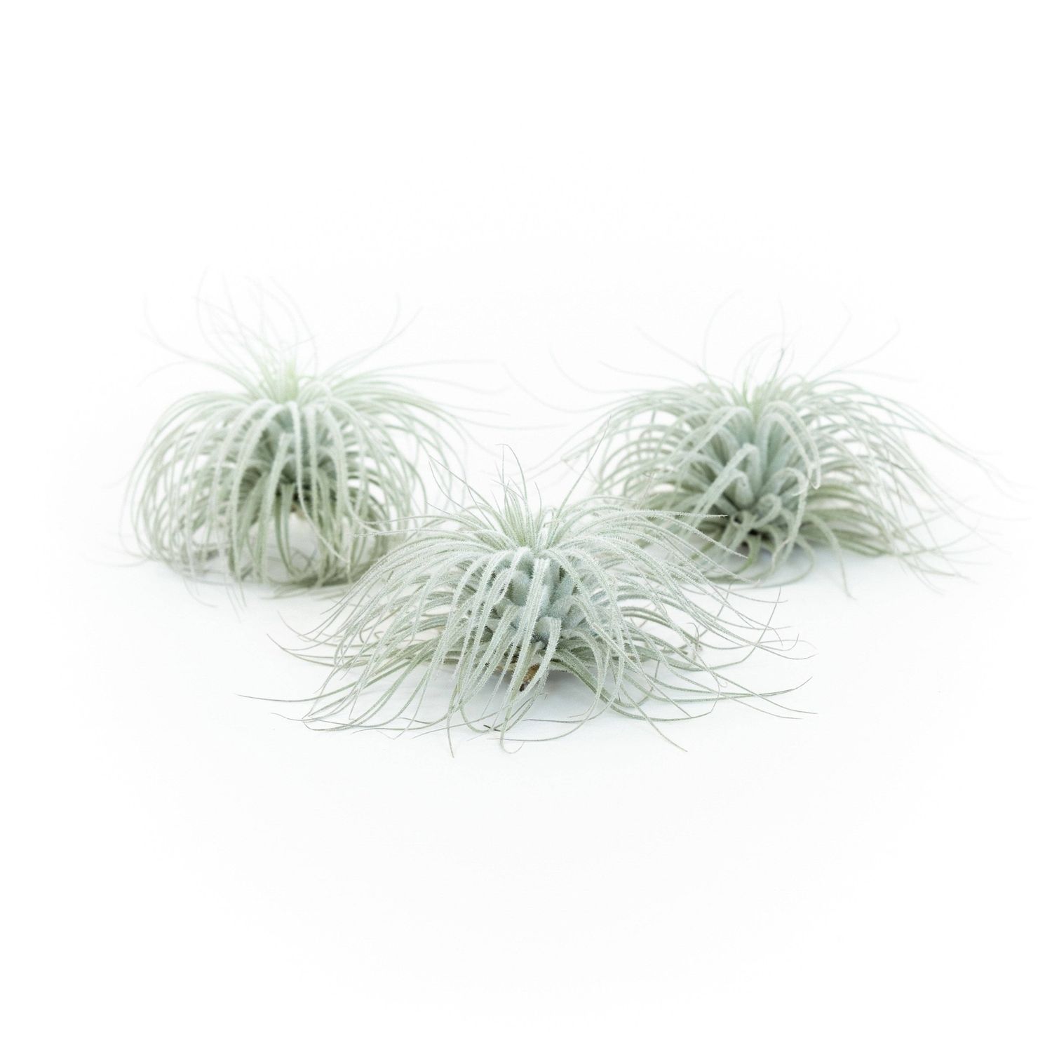 Extra Large Tillandsia Tectorum Ecuador Air Plant