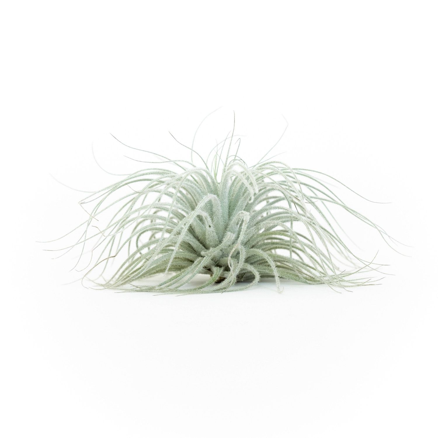 Extra Large Tillandsia Tectorum Ecuador Air Plant