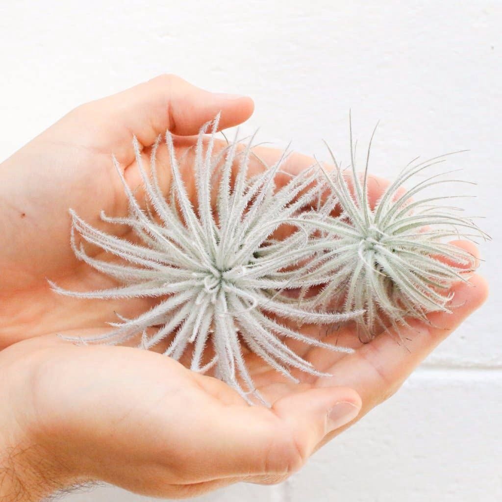 Extra Large Tillandsia Tectorum Ecuador Air Plant