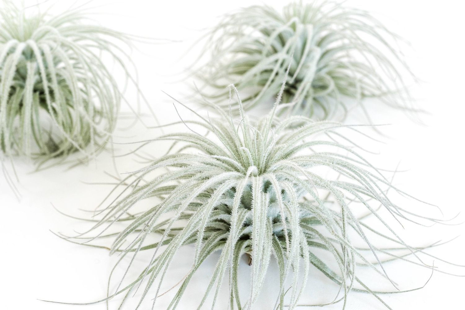 Extra Large Tillandsia Tectorum Ecuador Air Plant