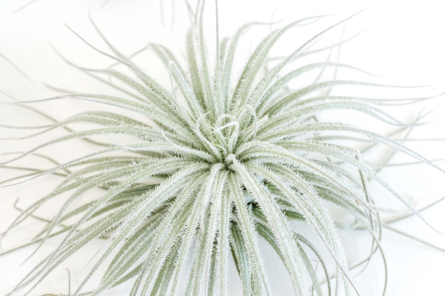 Extra Large Tillandsia Tectorum Ecuador Air Plant