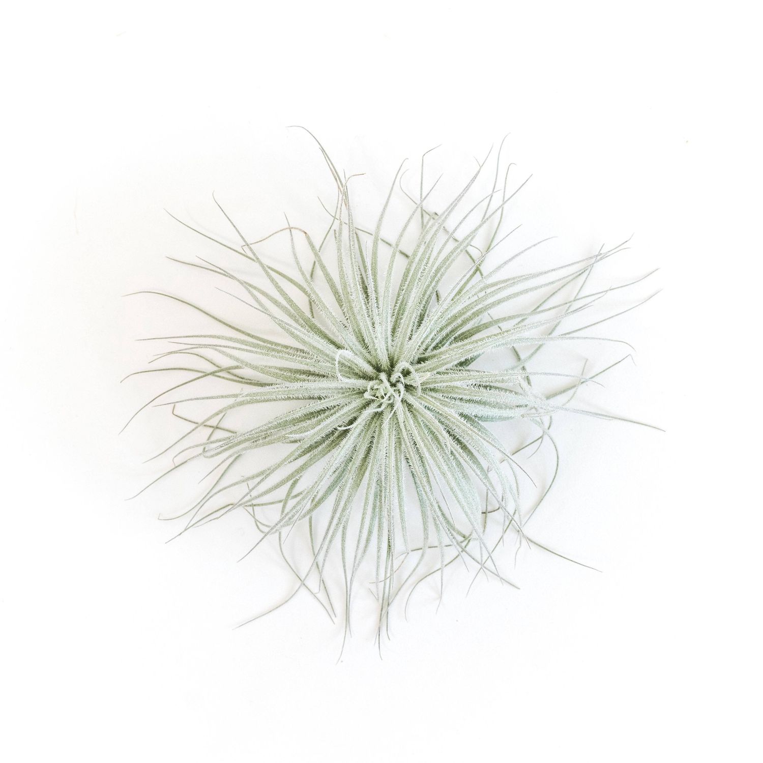 Extra Large Tillandsia Tectorum Ecuador Air Plant