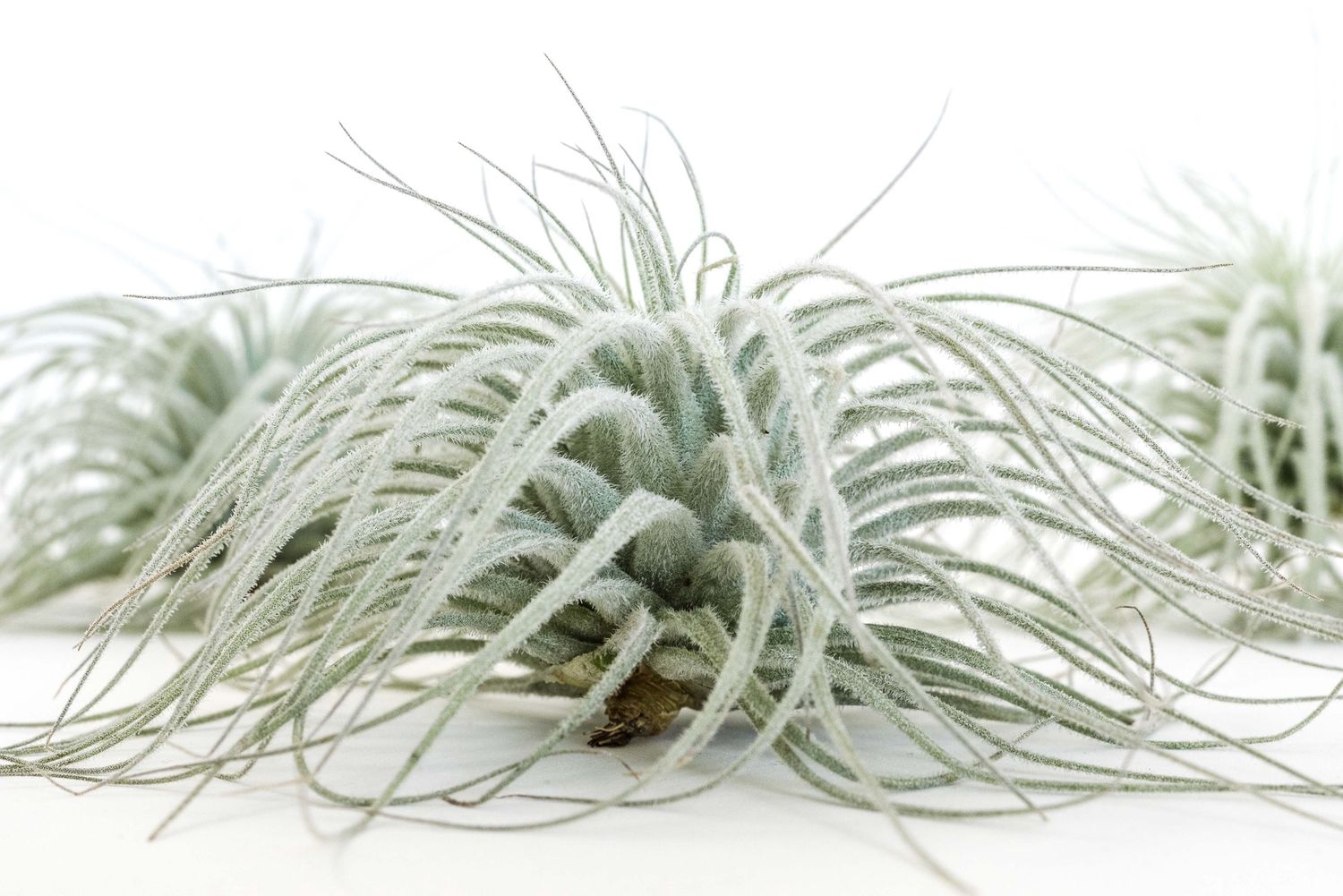 Extra Large Tillandsia Tectorum Ecuador Air Plant