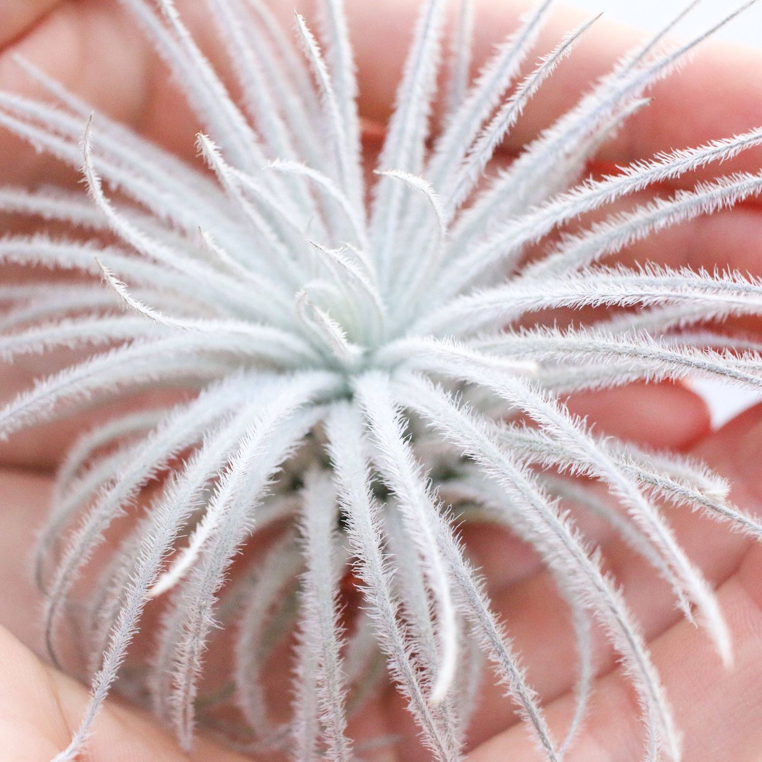 Extra Large Tillandsia Tectorum Ecuador Air Plant