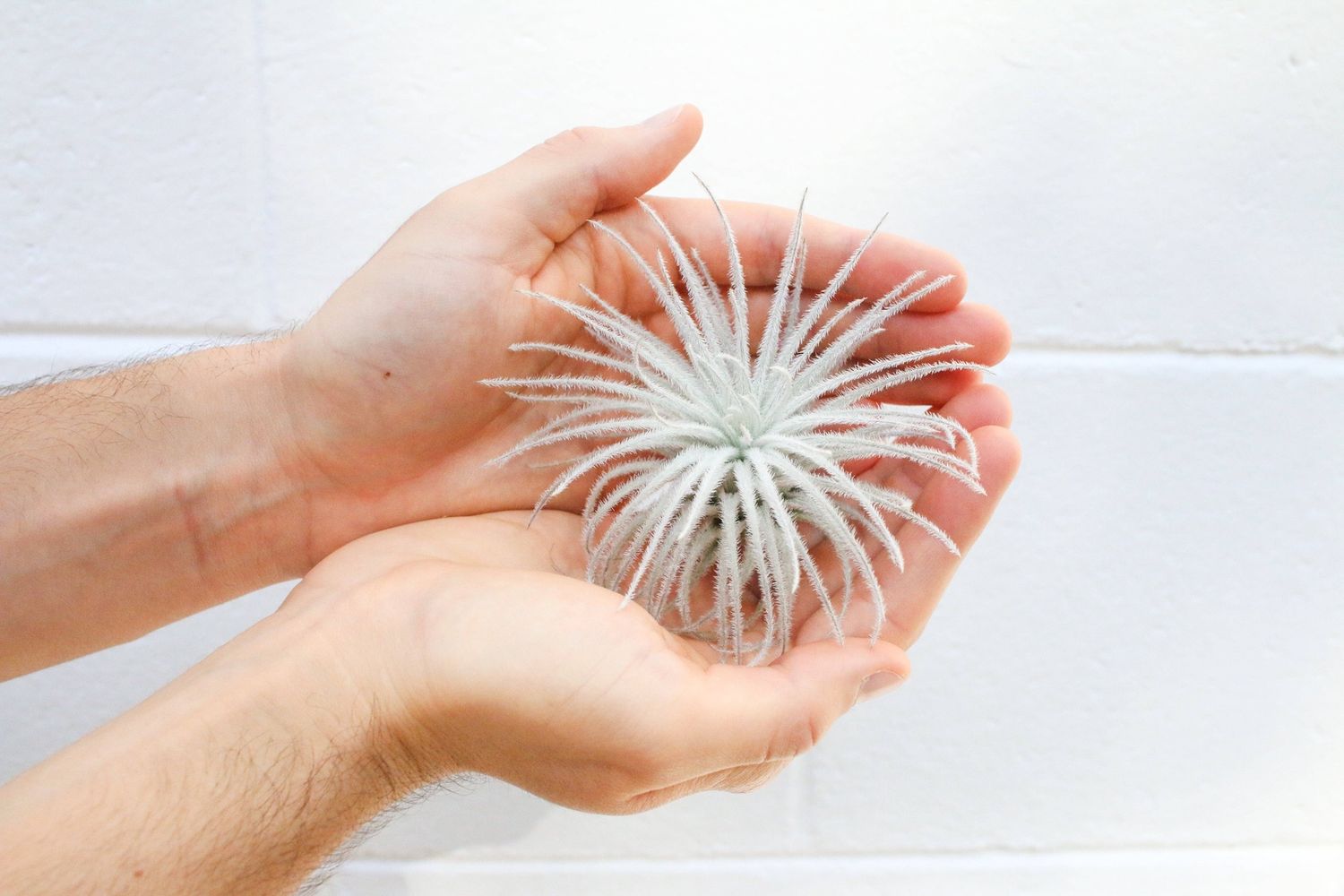 Extra Large Tillandsia Tectorum Ecuador Air Plant