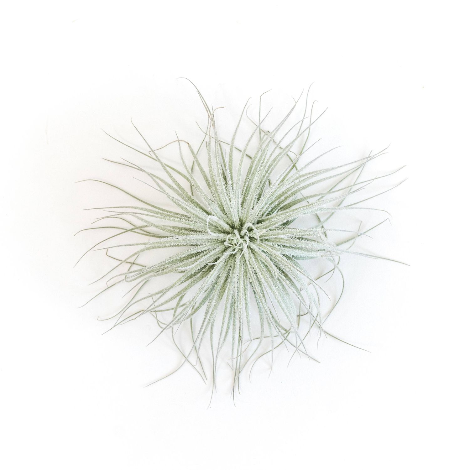 Extra Large Tillandsia Tectorum Ecuador Air Plant