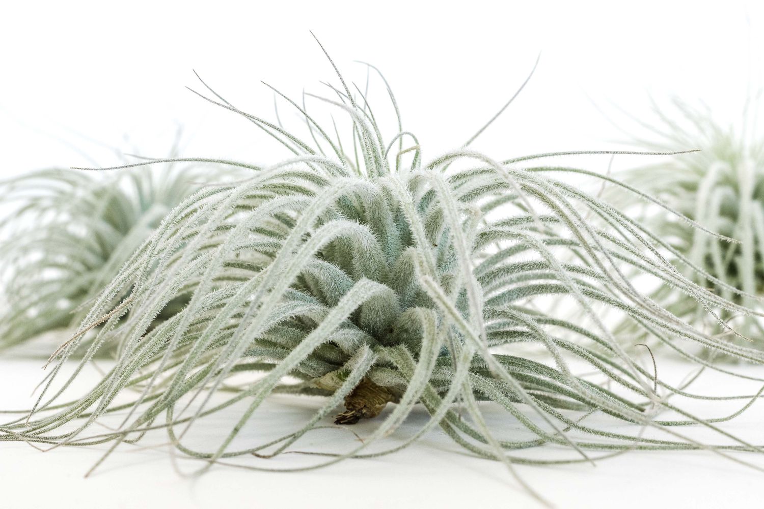 Extra Large Tillandsia Tectorum Ecuador Air Plant