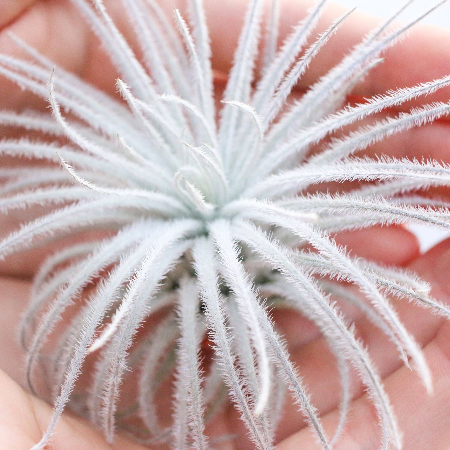Extra Large Tillandsia Tectorum Ecuador Air Plant