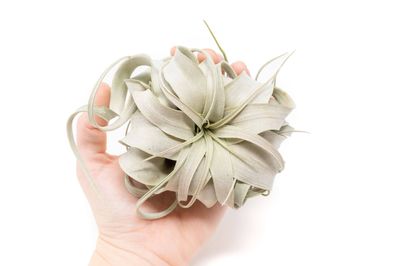 Small Tillandsia Xerographica