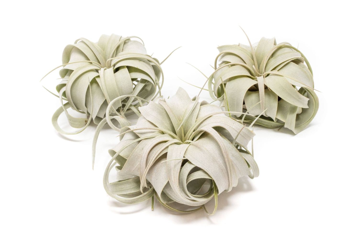 Small Tillandsia Xerographica