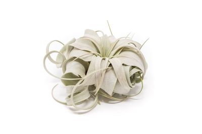Small Tillandsia Xerographica