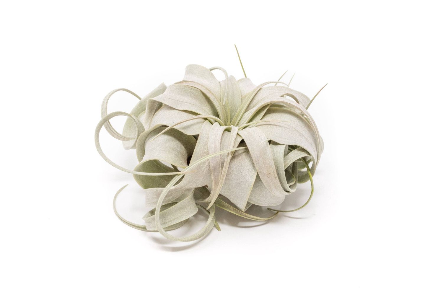 Small Tillandsia Xerographica