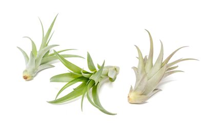Tillandsia Brachycaulous Abdita Air Plant
