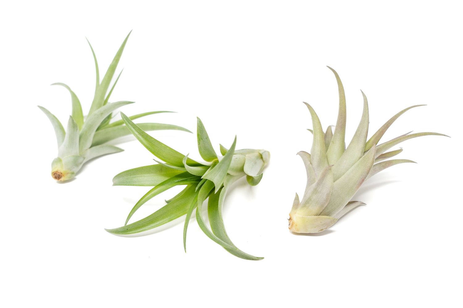 Tillandsia Brachycaulous Abdita Air Plant