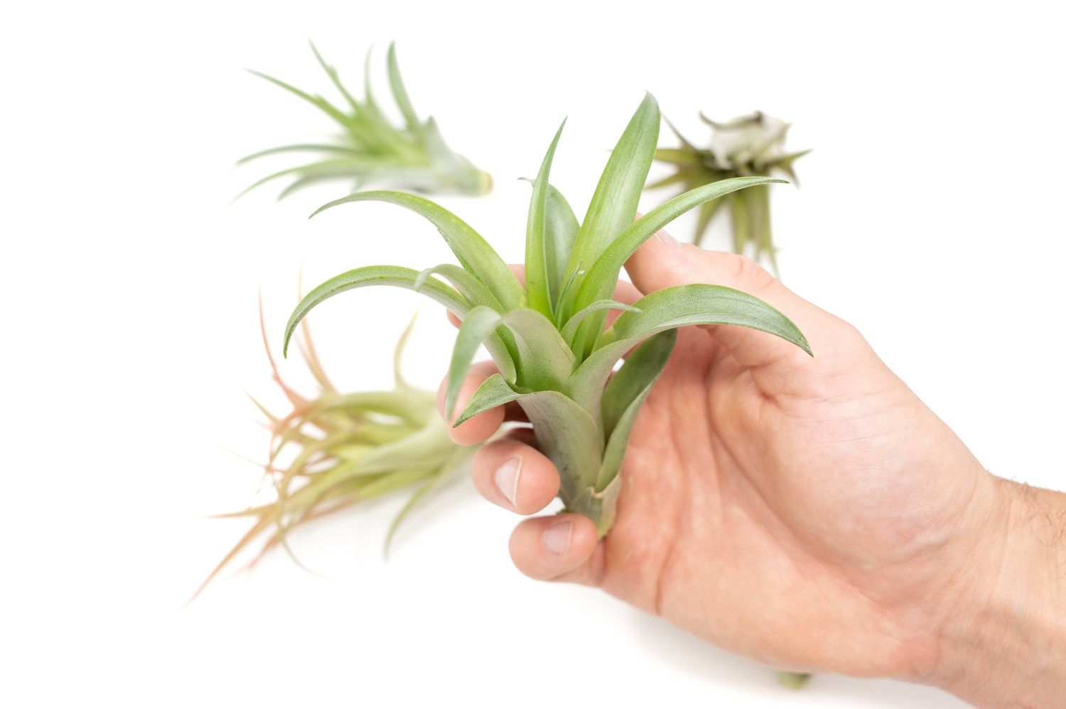 Tillandsia Brachycaulous Abdita Air Plant