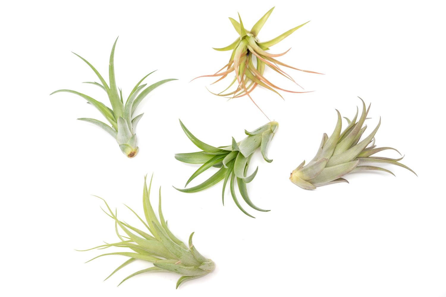 Tillandsia Brachycaulous Abdita Air Plant