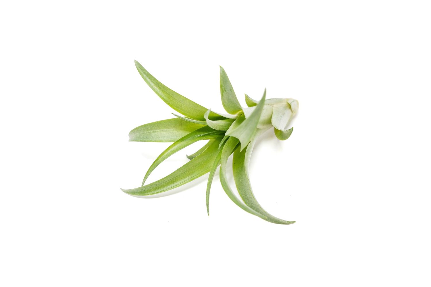 Tillandsia Brachycaulous Abdita Air Plant