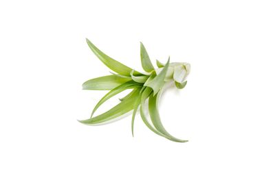 Tillandsia Brachycaulous Abdita Air Plant