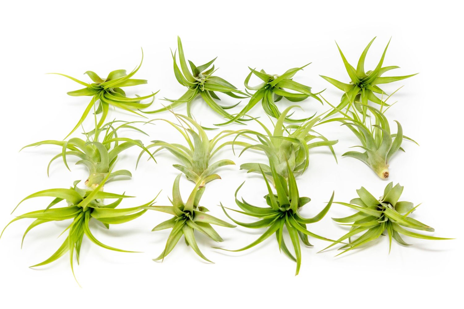 Tillandsia Brachycaulous Abdita Air Plant