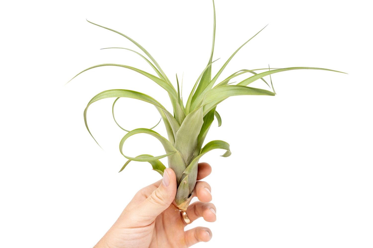 Tillandsia Flabellata Air Plants