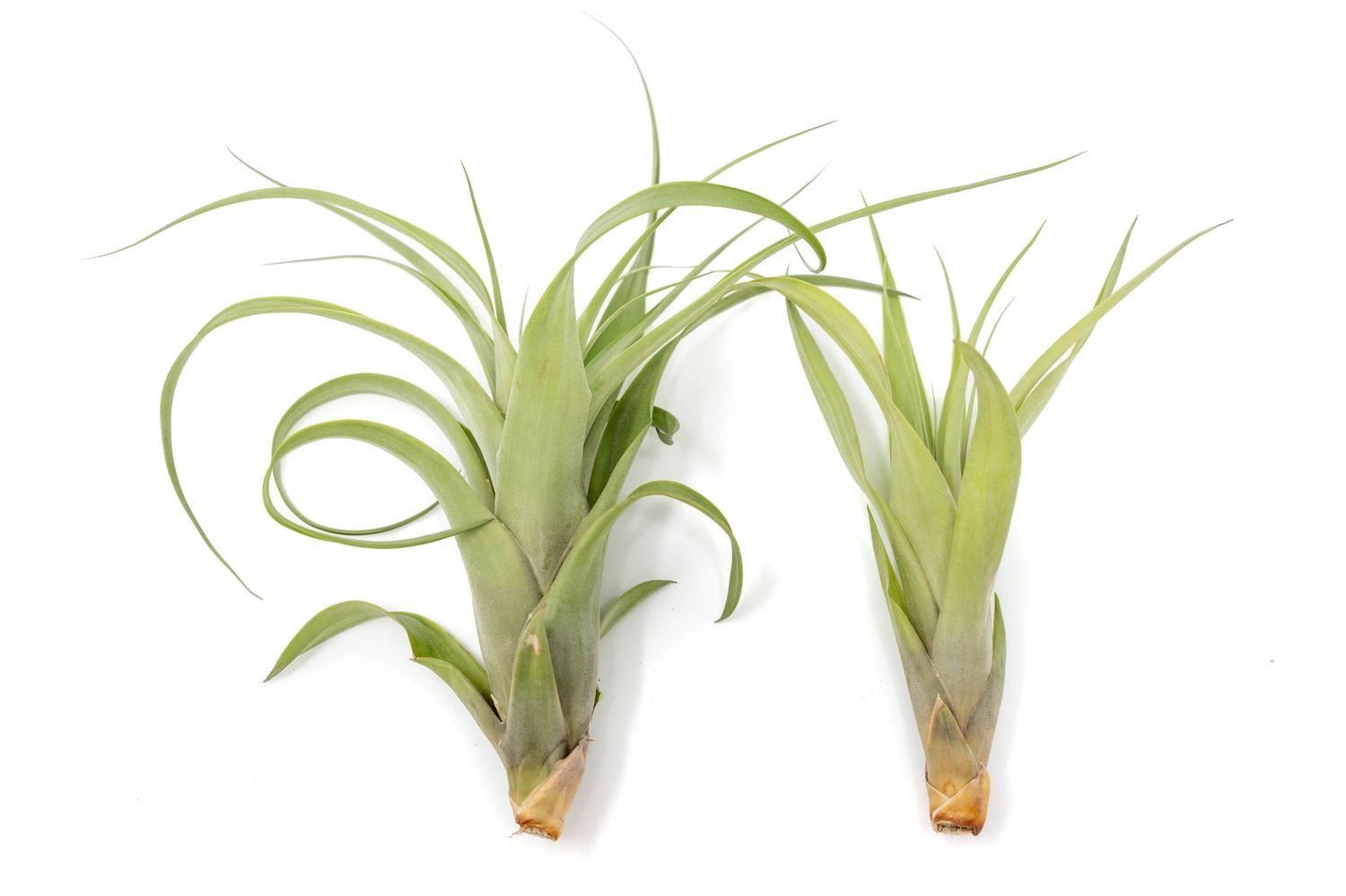 Tillandsia Flabellata Air Plants