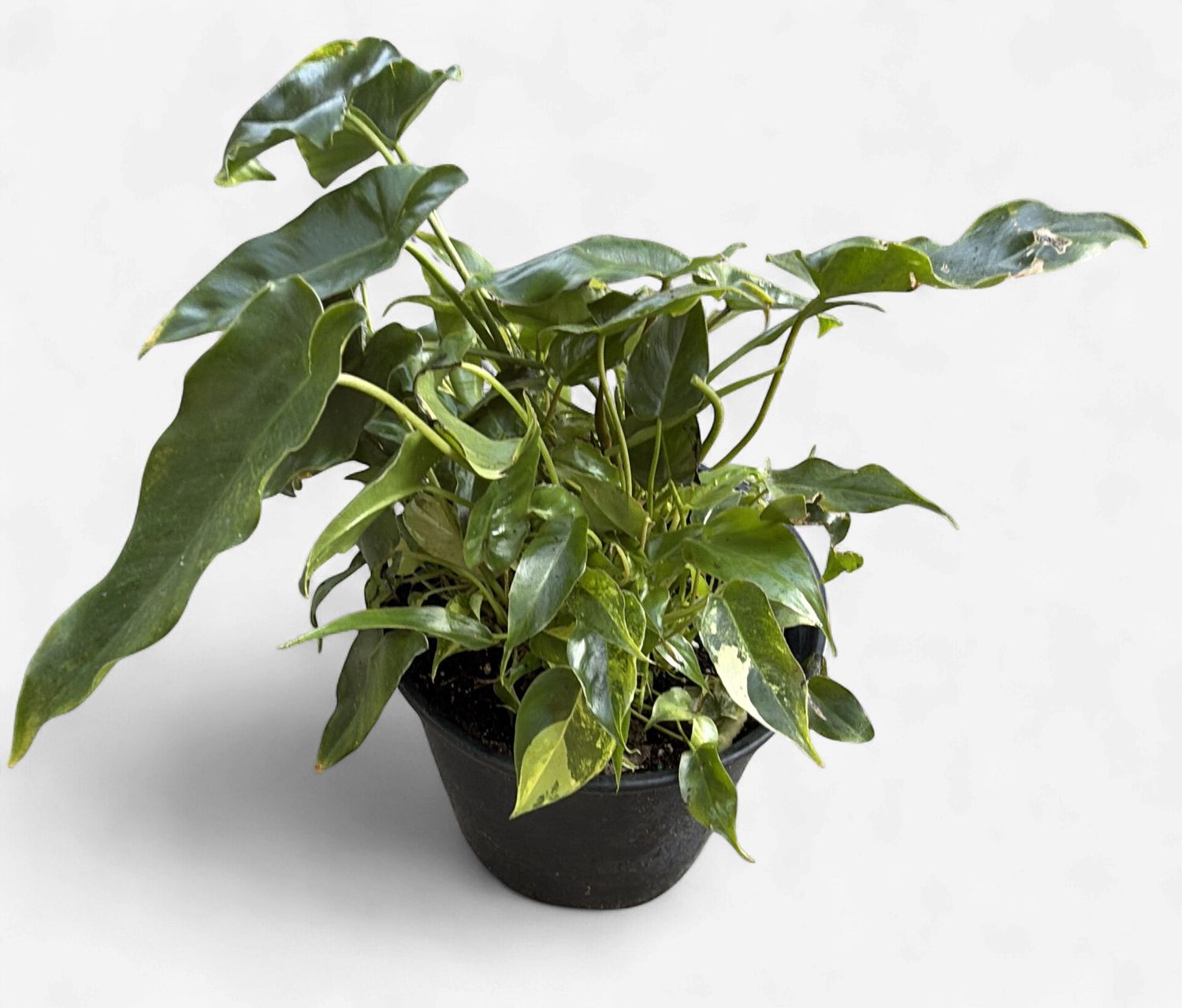 8" Philodendron Burle Marx Variegated