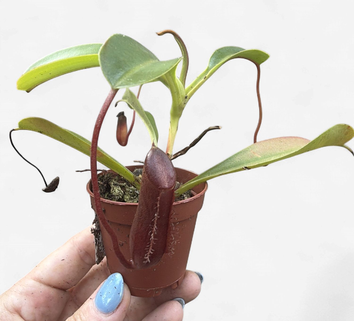 2" Pitcher Plant