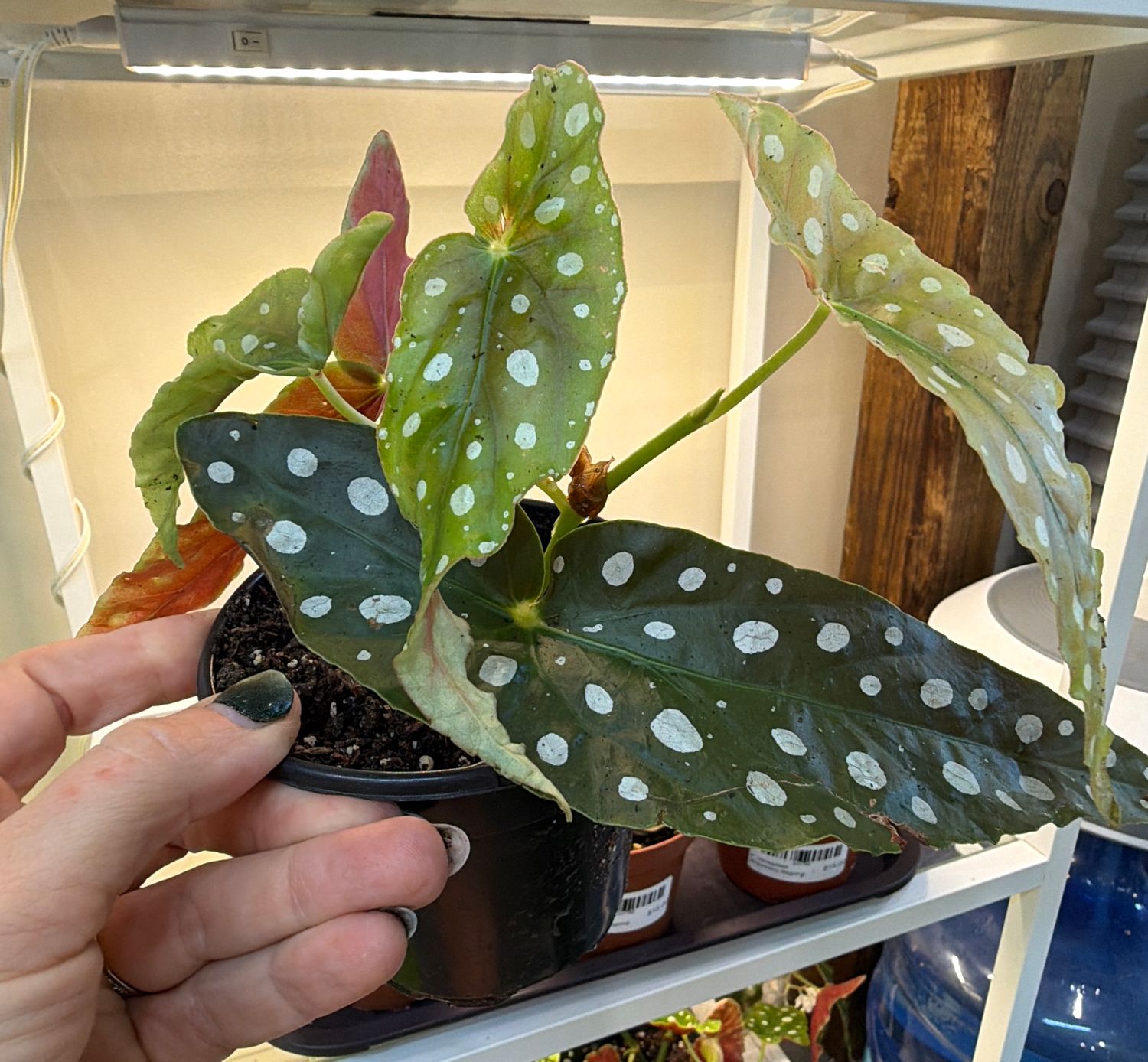 4" Begonia Maculata