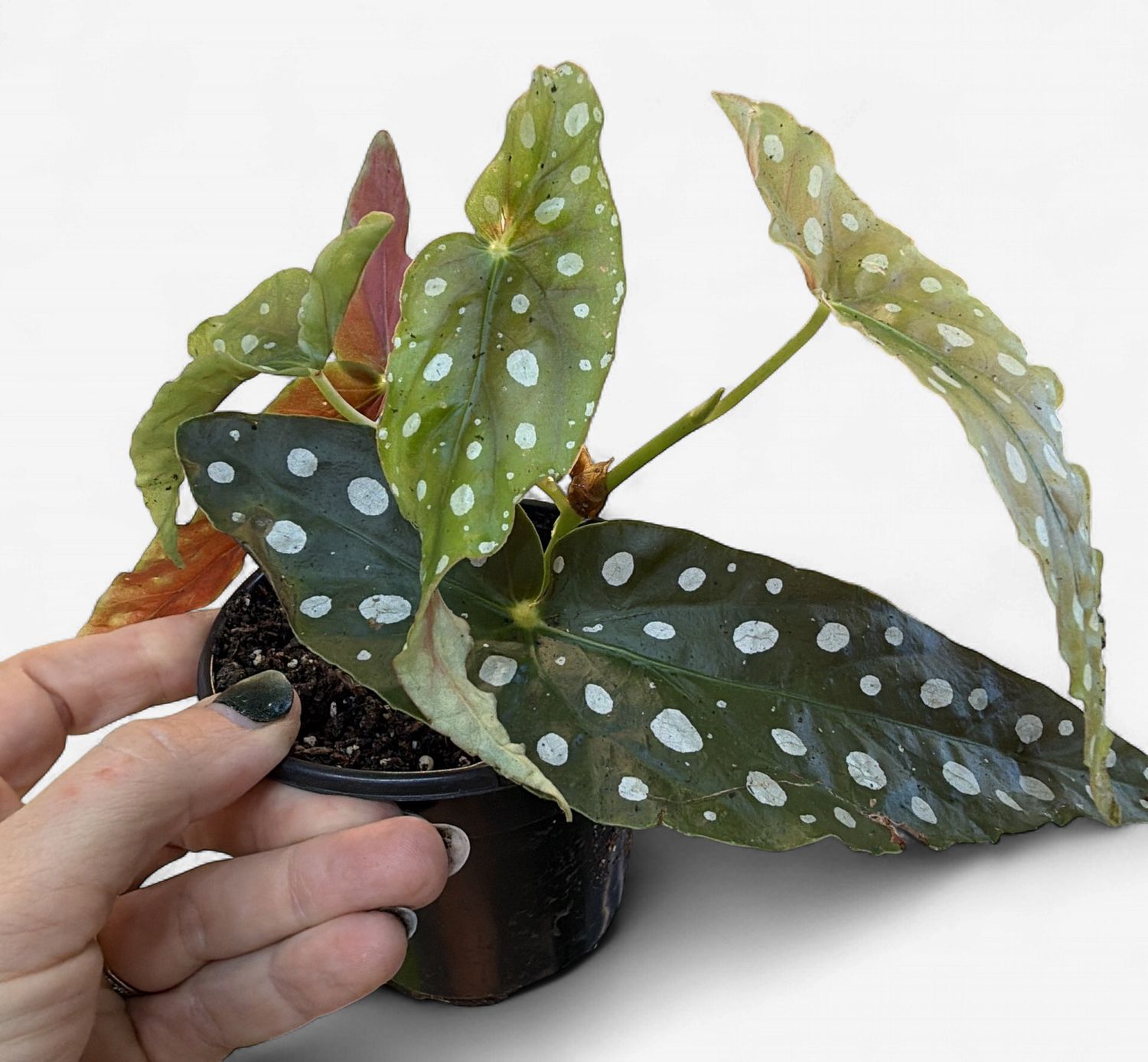 4" Begonia Maculata