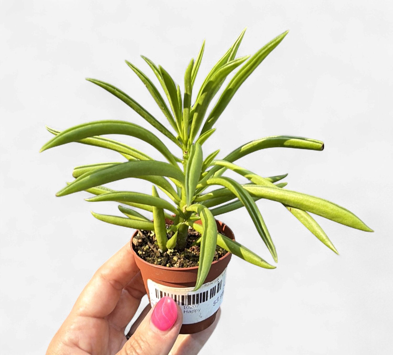 2" Peperomia Happy Beans