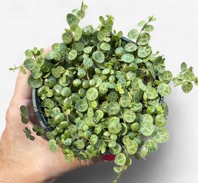 4" Peperomia Prostrata String of Turtles