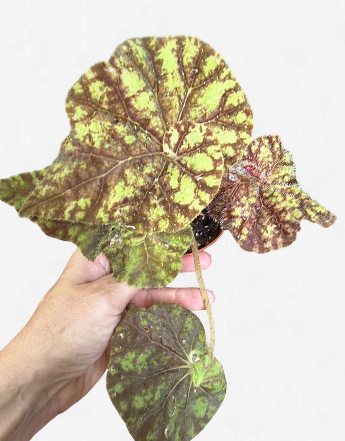 4" Begonia Cowardly Lion
