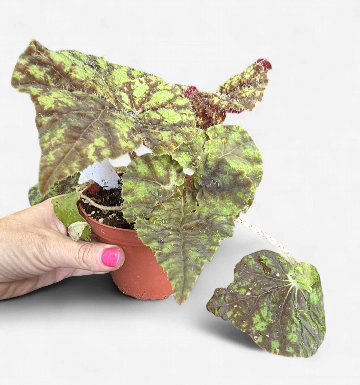 4" Begonia Cowardly Lion