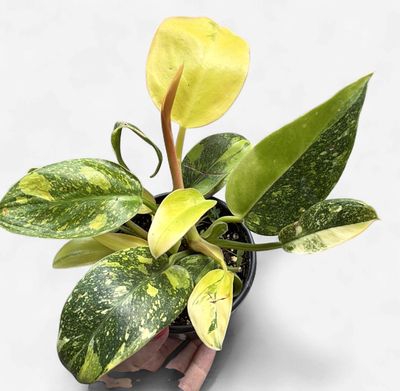 4" Philodendron Congo Nuclear Variegated