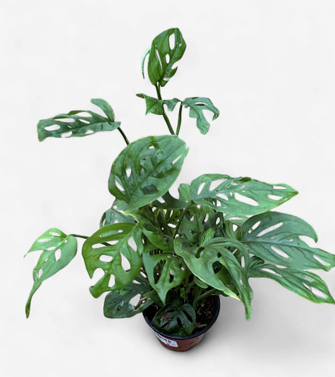 4" Monstera Adansonii