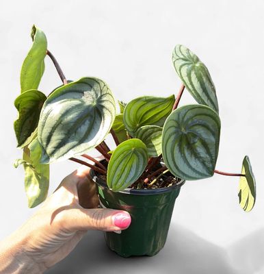 4" Peperomia Ecuador