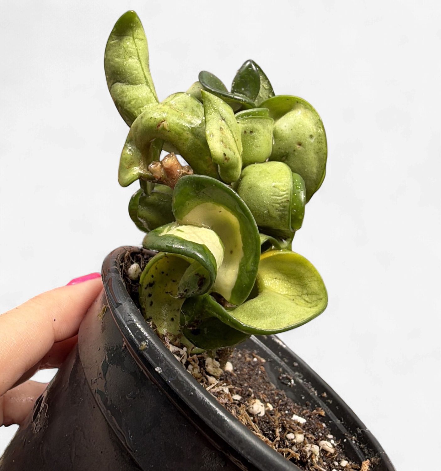4" Hoya Compacta Mauna Loa