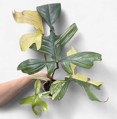 4" Philodendron Florida Beauty Variegated