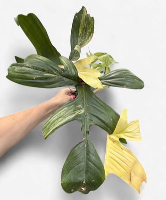 4" Philodendron Florida Beauty Variegated
