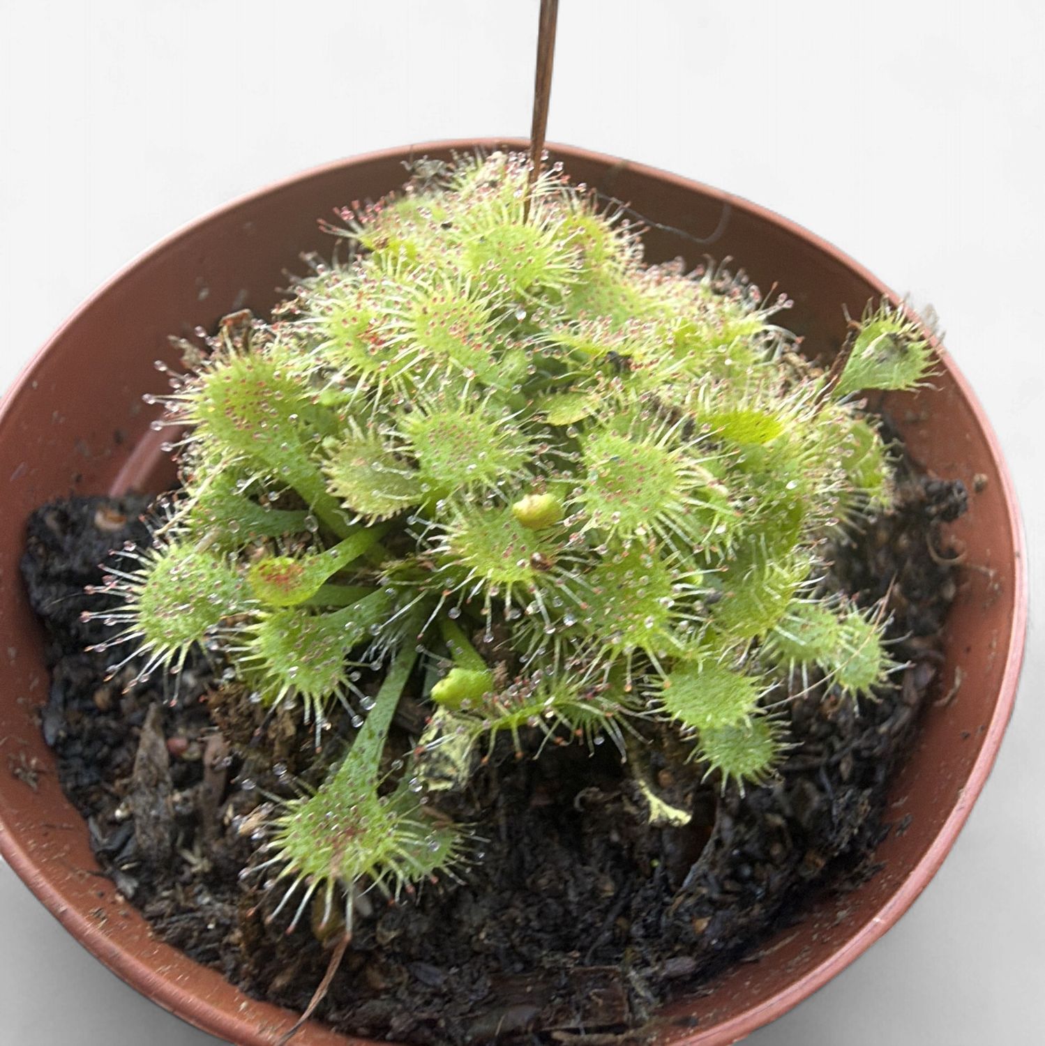 2" Cape Sundew (Drosera)