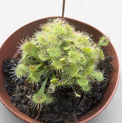 2" Cape Sundew (Drosera)