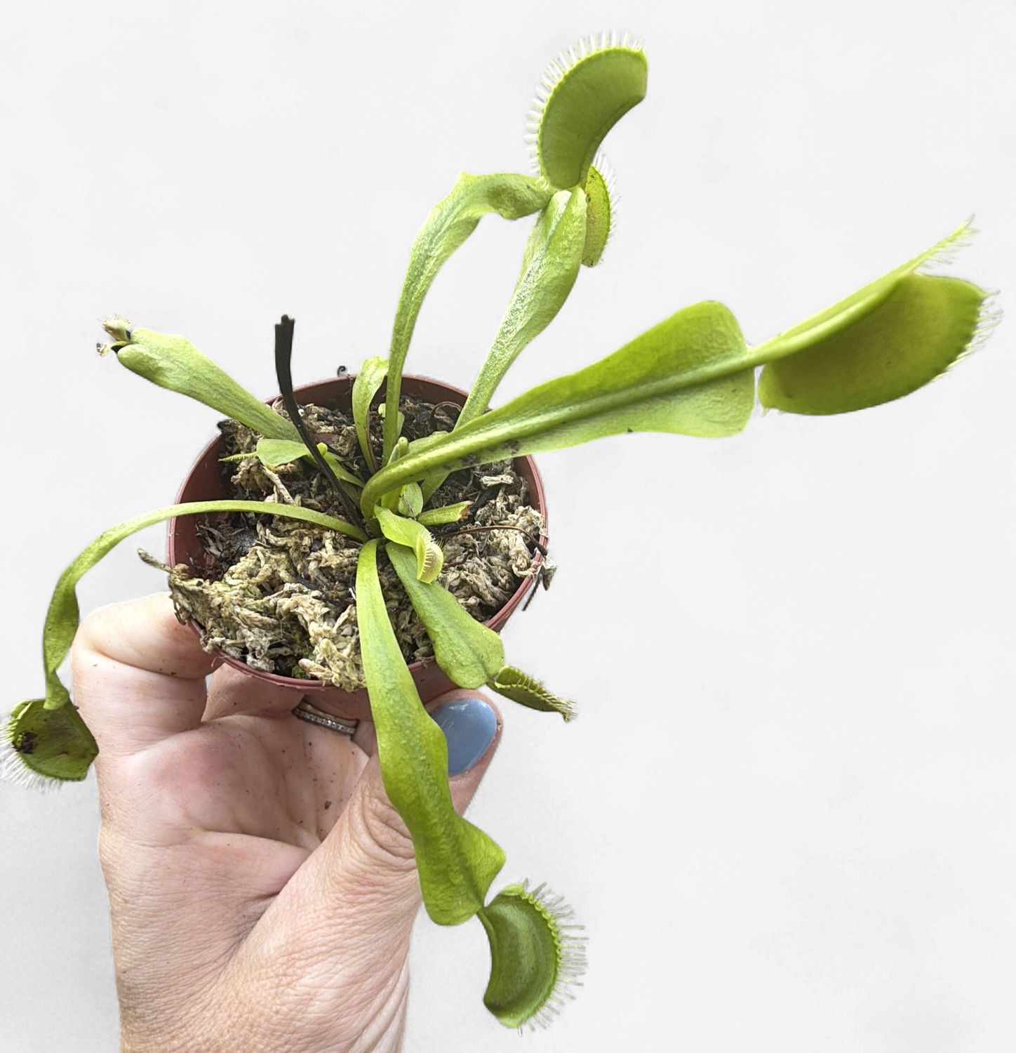 2" Venus Fly Trap