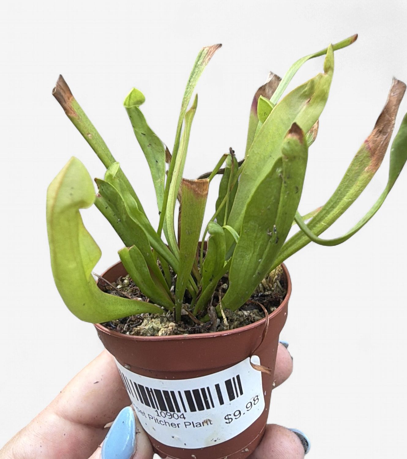 2" Trumpet Pitcher Plant