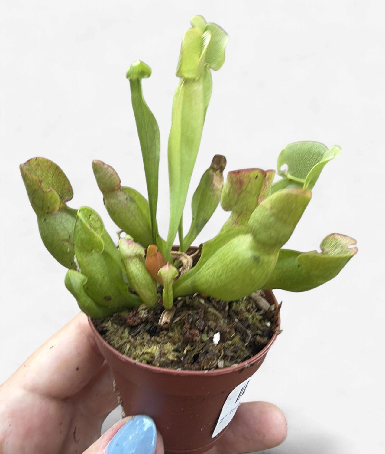 2" Trumpet Pitcher Plant