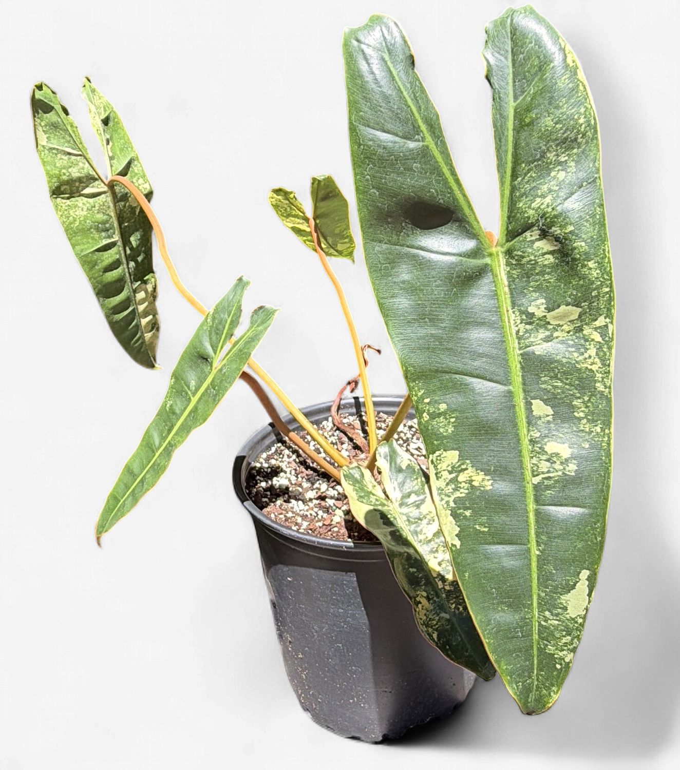 8" Philodendron Billietiae Variegated